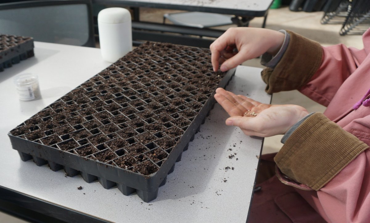 caff_ar's tweet photo. Like all tasks on the farm, seeding is a process! The farm school students work together to complete tasks, taking turns with different process steps. 

#caffarm #farmschool #nwafarming #startingseeds https://t.co/jYxUcBT0xp
