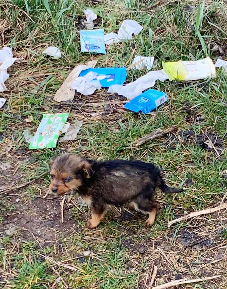 Tvmos_'s tweet photo. FÉ EN LA HUMANIDAD RESTAURADA 🥰

Esta preciosura fue encontrada de cachorra abandonada junto a un zapato viejo en un basurero y ahora tiene una nueva vida llena de amor 😍

Esta es la transformación que provoca el amor de una familia con los #lomitos rescatados ❤

 #Adopta https://t.co/d1rZPkQZJG