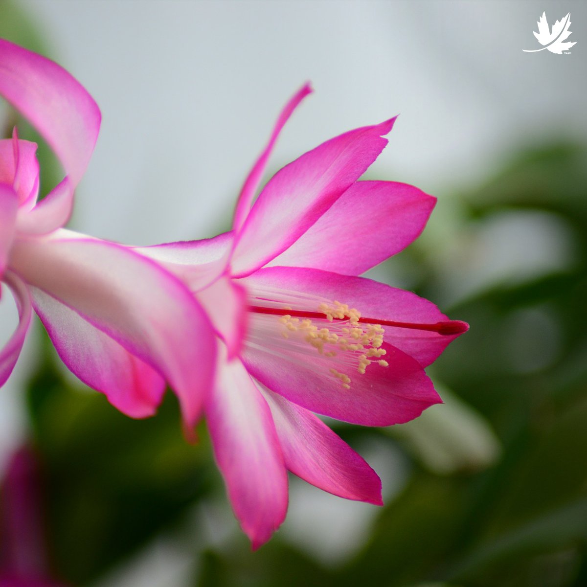 NCC_CNC's tweet photo. Finding solace in nature from daily life can come in several forms. Read about how you can reconnect with nature, even at home: https://t.co/o4UyM8mYiz #LandLines https://t.co/RpBX9fnf6O