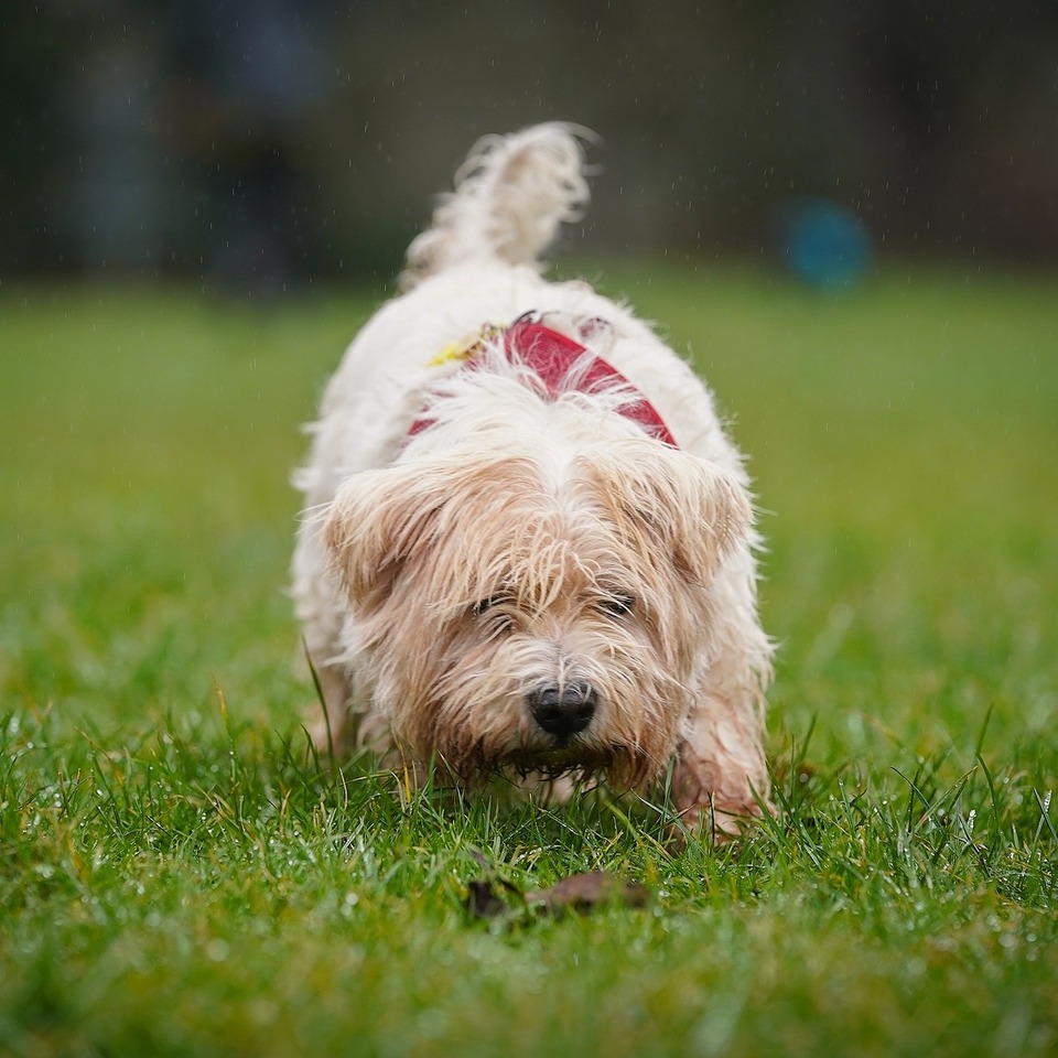 FutureYouHealth's tweet photo. Did you know it was our customers who first convinced us to develop a turmeric-based joint supplement for dogs?

If your dog loves CurcuPet-K9 as much as we do, we'd love you to tell us their story by calling our award-winning Customer Care team on 0800 808 5740. https://t.co/9K8JwNaldA