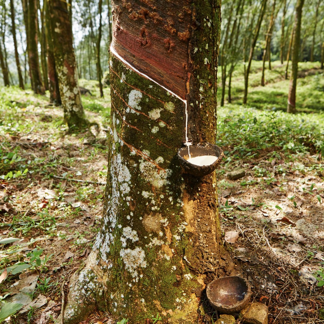 LatexBio's tweet image. Pourquoi du latex 100% naturel ? Quels sont les avantages ?
D'origine végétale, le latex possède de nombreuses qualités : 

Elasticité propice au confort 
Respirant sans aucune retenue de chaleur
Hypoallergénique 
S'adapte à la morphologie pour soulager les points d'appuis