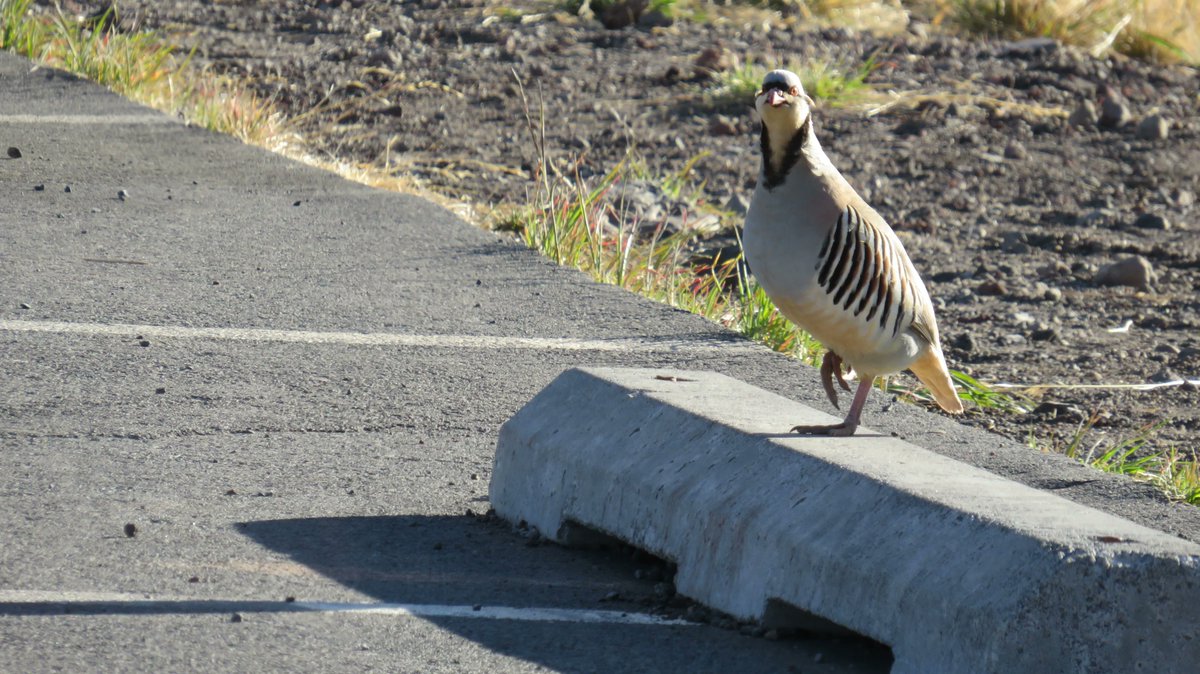 malamamaunakea's tweet photo. Though cute, non-native birds like these chukars (Alectoris chukar) compete with native birds for resources and can act as an attractive food base for bird- and egg-eating predators like cats, rats, and mongoose, which then end up preying on native species as well. https://t.co/lwd50Mcgtq