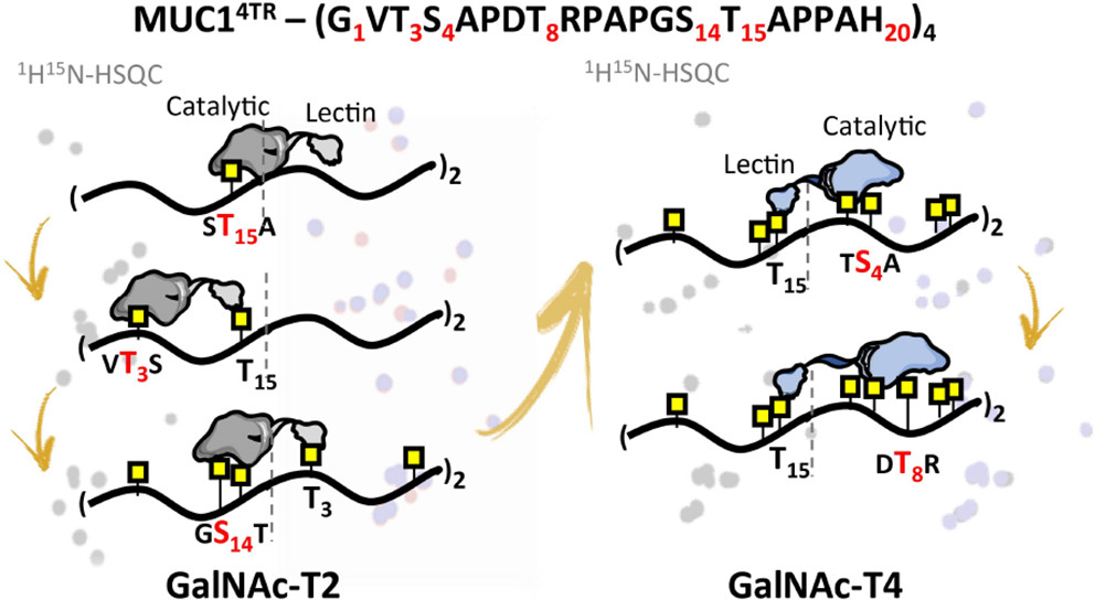JACS_Au's tweet photo. Take a look at this recent paper by researchers from @NMRFCTNOVA1 in @UCIBIO_Research: an NMR assisted MD approach uncovers the full mechanism of MUC1 O-glycosylation by GalNAc-Ts. #NMR #Glycotime #MolecularDynamics 

Read it for free here #OpenAccess:

https://t.co/wBFuVUe6DN https://t.co/GbhHxRSLYW