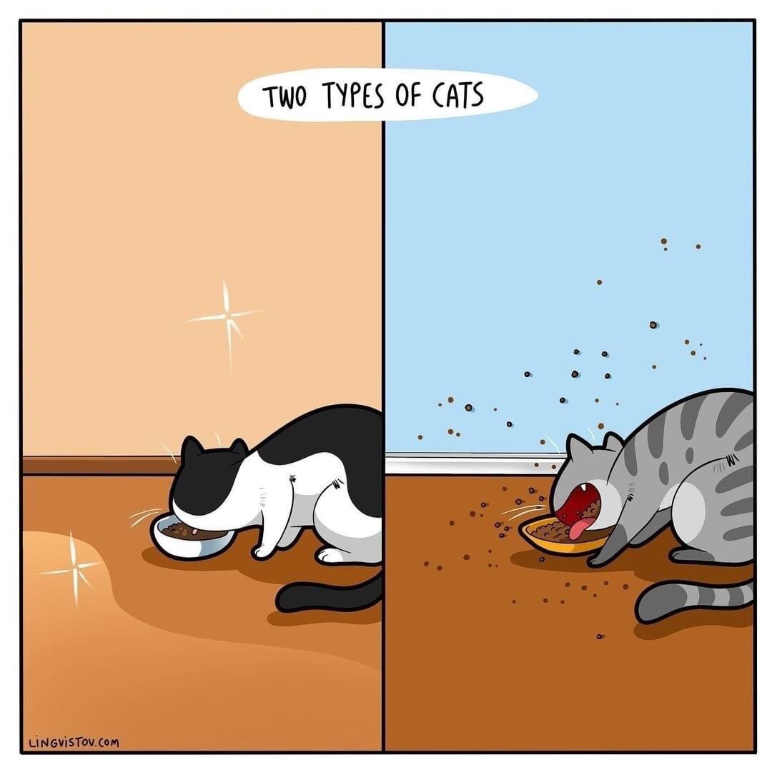 ThePhilosopurr's tweet photo. I have a variety of both…
#Cats #RelatableCatTweets https://t.co/Lz2qVhlNwZ