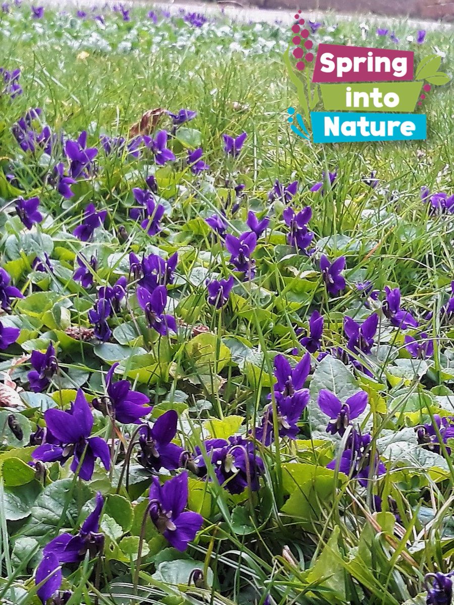 PaigntonZoo's tweet photo. We're kicking off our new #PlantoftheWeek series with a beautiful, tiny flower currently in bloom - the sweet violet (Viola odorata), also known as Devon violet. 

This plant has beautiful blooms known for their fragrance, which provide nectar for butterflies! #SpringintoNature https://t.co/ktRT2Y8eyD