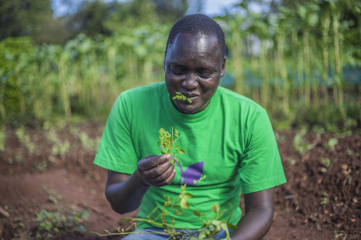 Thrive4Good's tweet photo. Moringa is a plant that has been praised for its health benefits for thousands of years.
Moringa leaves are an excellent source of many vitamins and minerals and It is also very rich in healthy antioxidants. https://t.co/3w5FcQXD7L