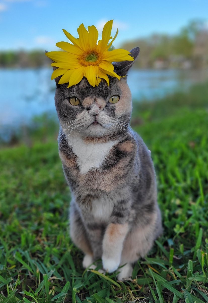 💛 #Sunflowers #CatsOnTwitter #SunflowersForUkraine