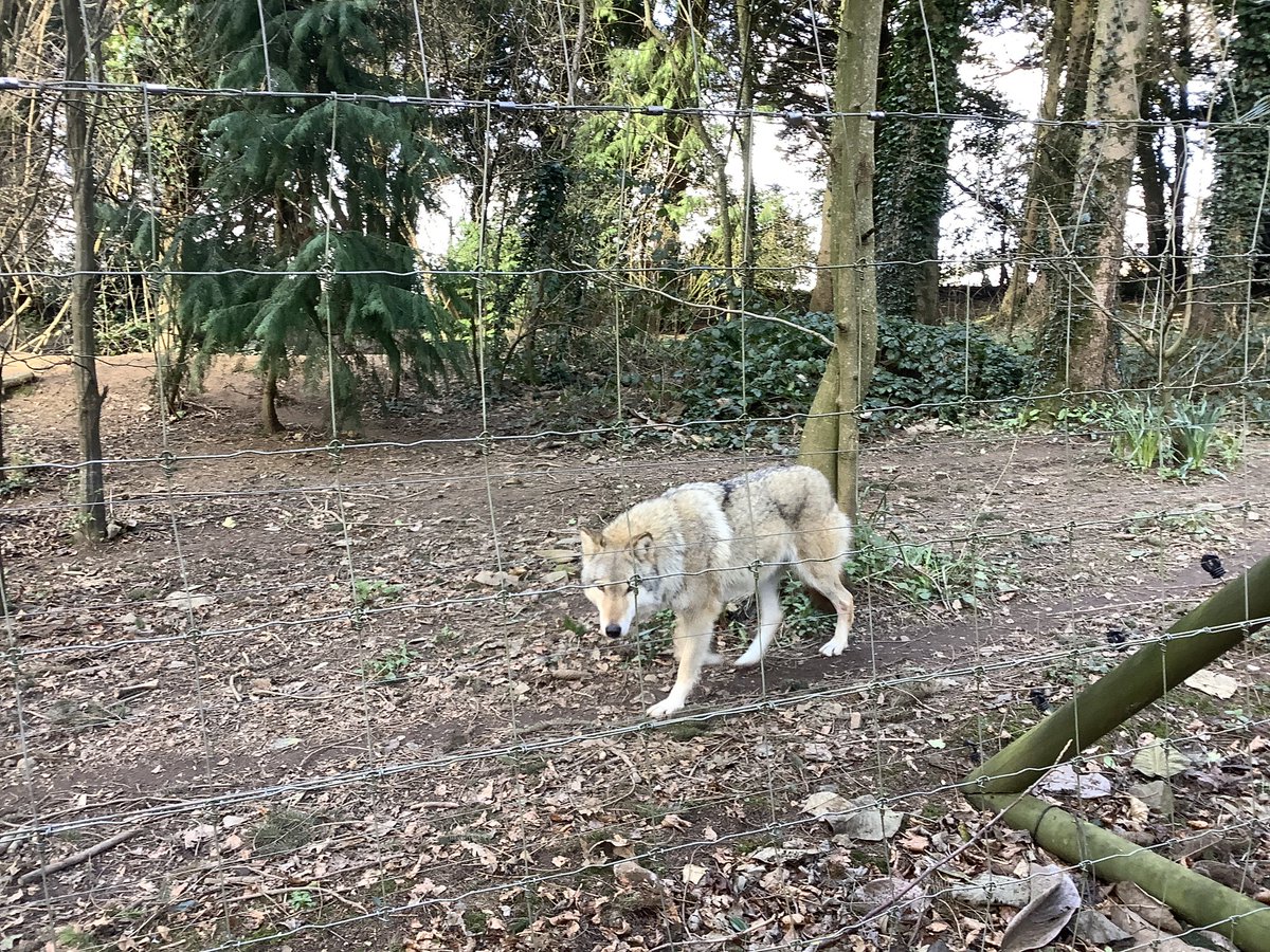 Kingston Black tweet media