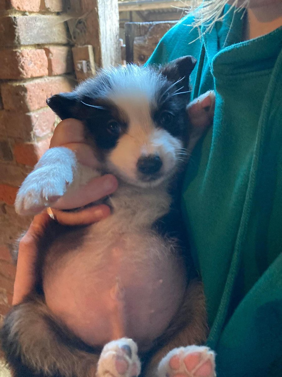 ajjolley's tweet photo. My sister says she is considering naming this chap after me 🤔
#LockdownWeight https://t.co/P7W4xeMWE7