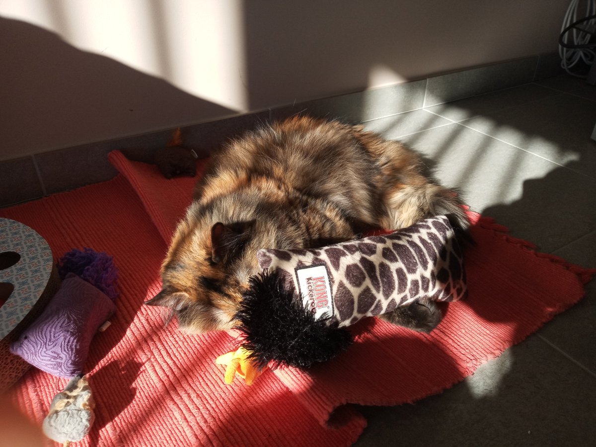 Alife4Lucy's tweet photo. Tip for sleeping in sun: find big toy to cover eyes with. #kickeroo works fine
#CatsOfTwitter #cats #sunny #Peace https://t.co/YN1oKKHTDT