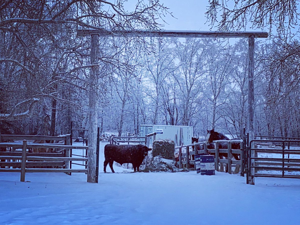 A bit of bull theatre at Rocking R Guest Ranch strathmorenow.com/articles/a-bit…