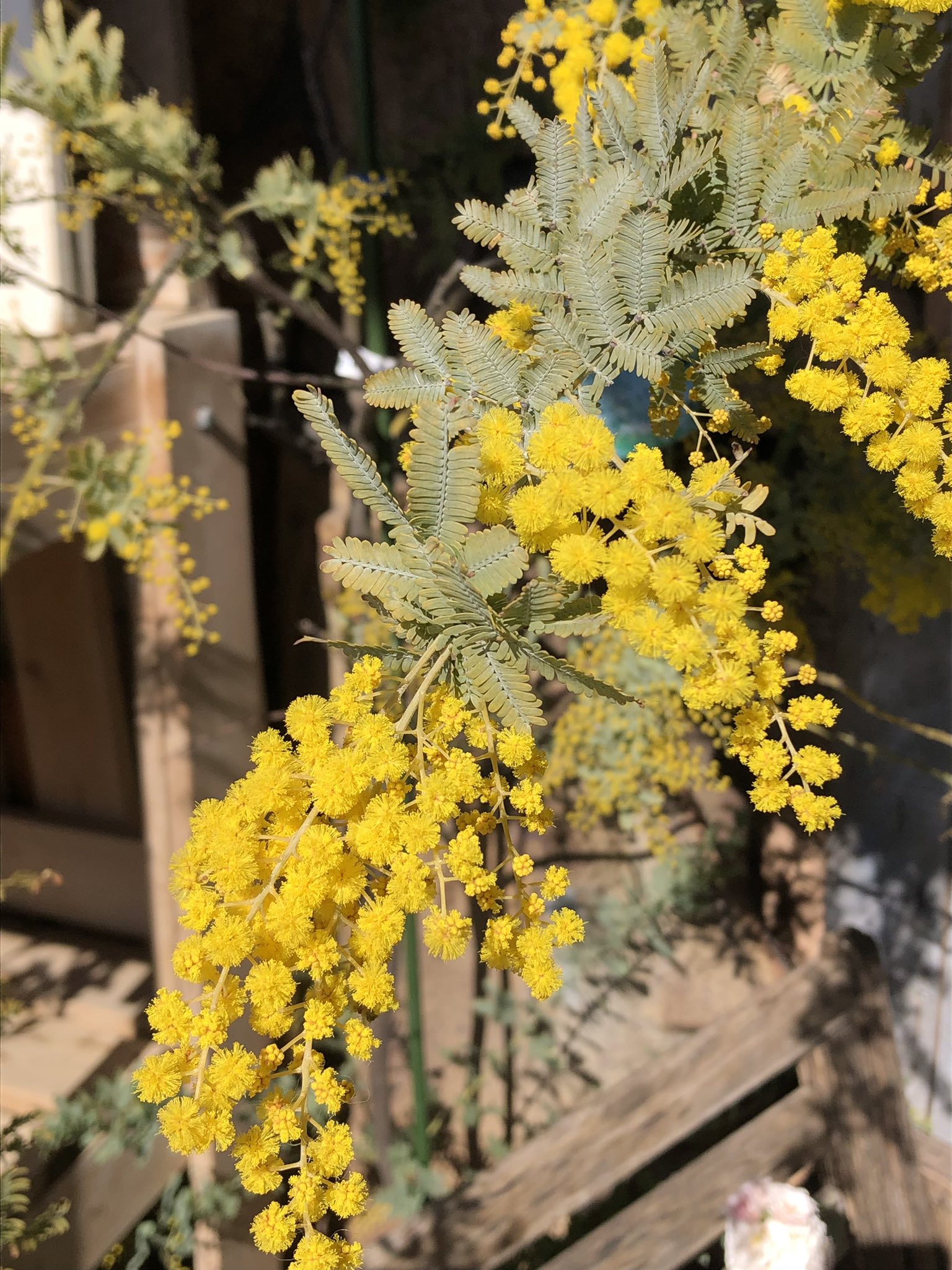 Chimu チム ʙᴇ おはようございます 可愛らしい黄色の花が鮮やかに 春を告げるミモザ 3月8日 イタリアでは 国際女性デー ミモザの花言葉 感謝 にちなんで女性に贈る習慣が あるようです ビタミンカラーで私たちも 元気チャージ 今日も良き一日
