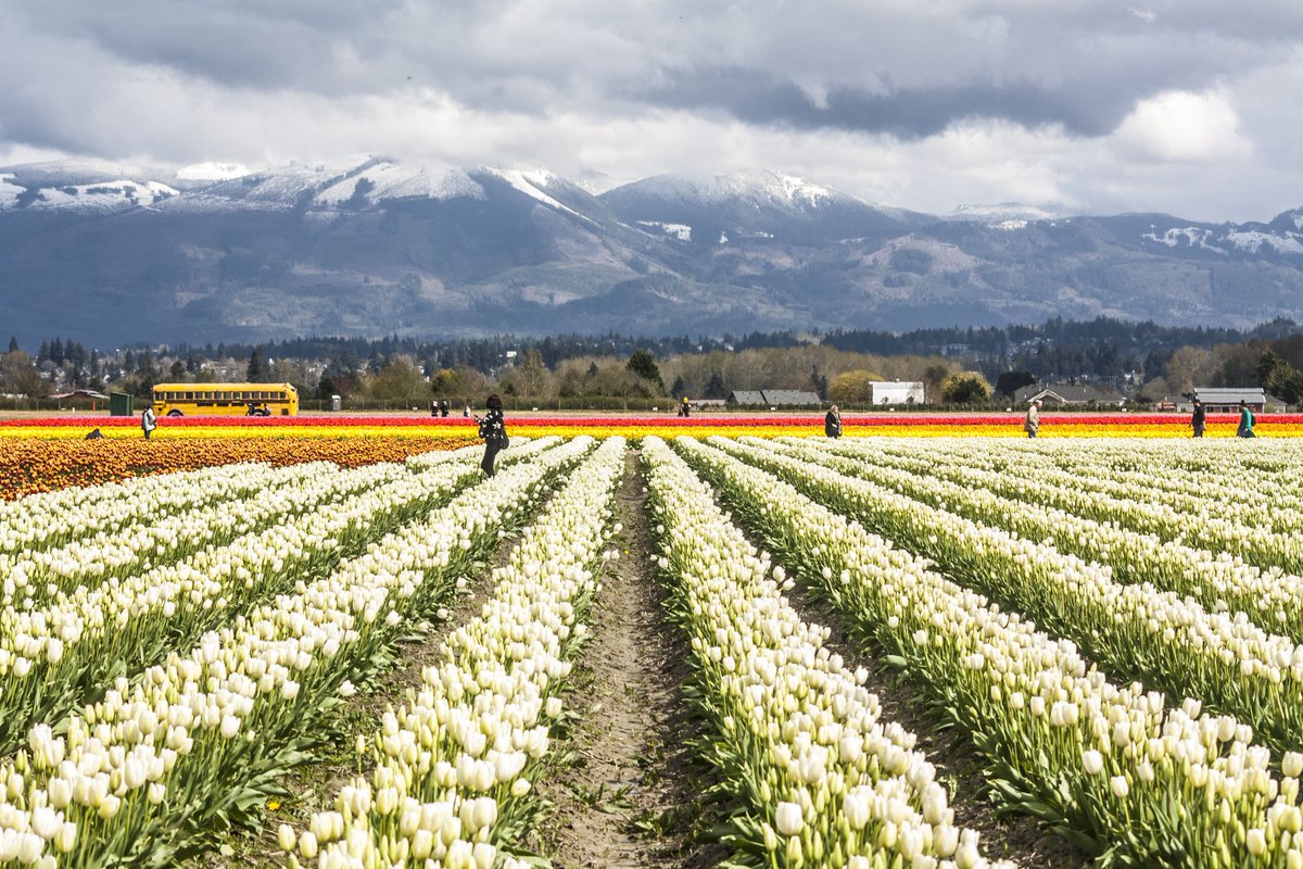 BellinghamExp's tweet photo. Check out our new itinerary &amp; start planning for the annual #SkagitValleyTulipFestival! After seeing the fields head north down #ChuckanutDrive to #Bellingham for a weekend full of world-class fun with small town easy ➡️ https://t.co/KpvLt3ZJ5L
📸 Skagit Valley Tulip Festival https://t.co/HauVygDBWe