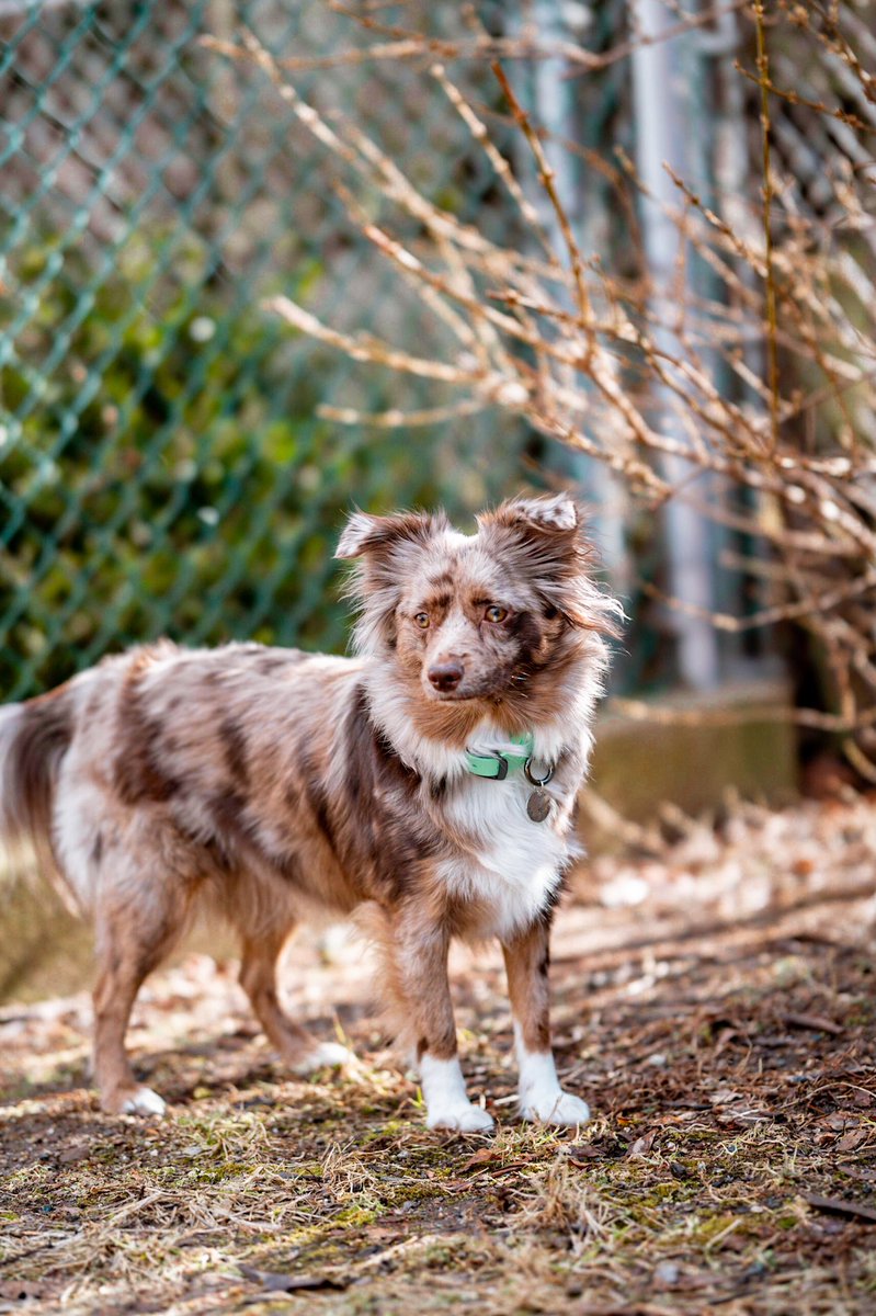 My sad face when I realized I chased all the squirrels away. 🐿
#twitterdogcommunity #dogsofinstagram #dogsoftwitter #canonphotography