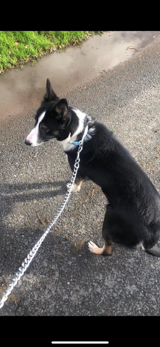 colliesontherun's tweet image. COOIED⬇️
Pls can every1 keep their eye out for our #sheepdog, SPOT 
She’s disappeared between this morning and now from our farm #Riddings, #Howgill… If any1 sees her. Pls call 07790 239822 TY 
#Cumbria/#Yorkshire area.. Howgill near #Sedbergh 

facebook.com/groups/4219164…