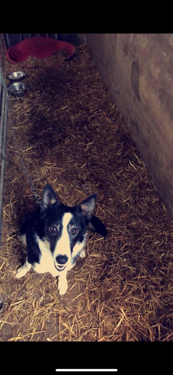 colliesontherun's tweet image. COOIED⬇️
Pls can every1 keep their eye out for our #sheepdog, SPOT 
She’s disappeared between this morning and now from our farm #Riddings, #Howgill… If any1 sees her. Pls call 07790 239822 TY 
#Cumbria/#Yorkshire area.. Howgill near #Sedbergh 

facebook.com/groups/4219164…
