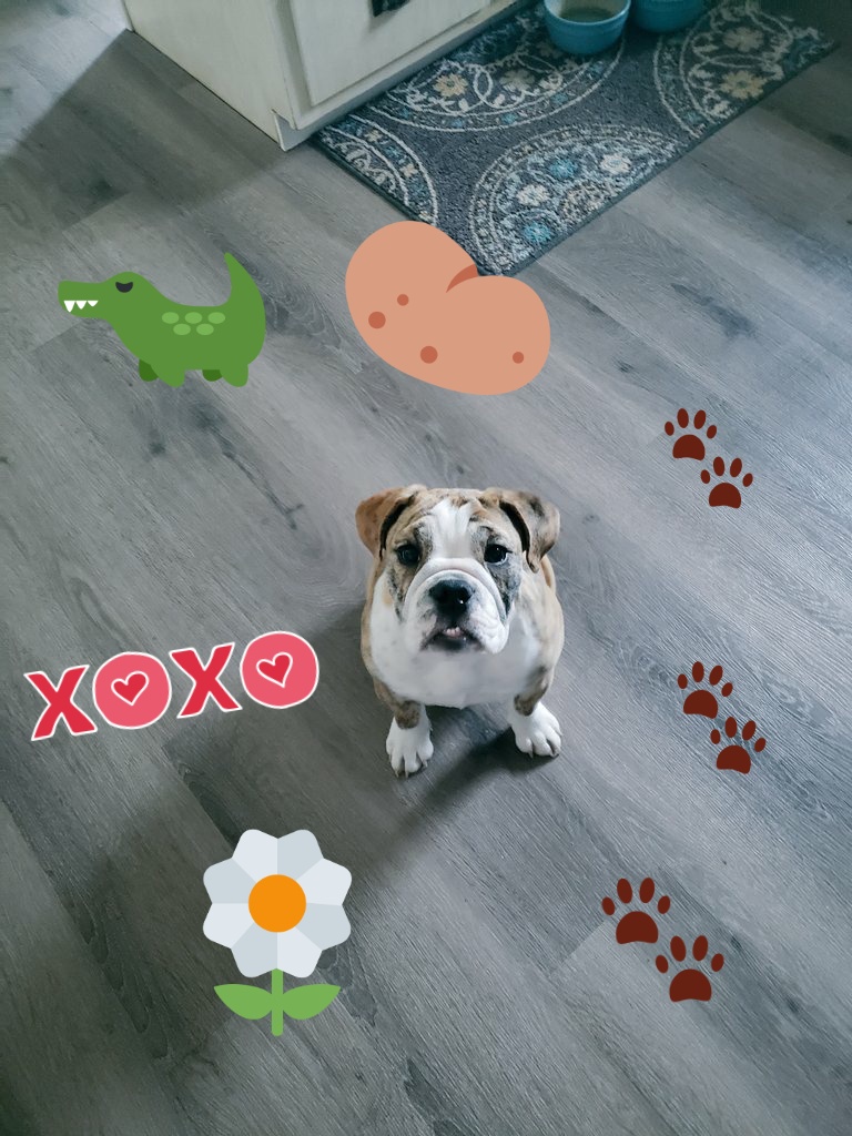 deniselynne1966's tweet photo. Treats!! Sitting pretty...the face only a momma can love
#pipergrace #bullyoftwittershpere 
Miss you @jamielynne223 https://t.co/BfgXdsr3yu