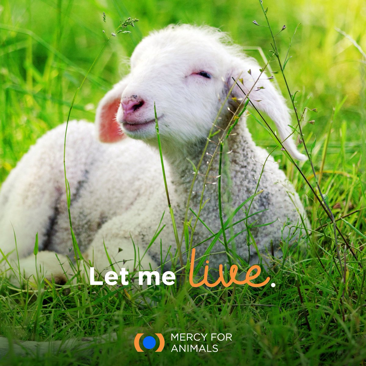 MercyForAnimals's tweet photo. Like cows, pigs, and chickens, lambs are raised in filthy factory farms, subjected to cruel mutilations, and slaughtered.

Speak up for them by choosing plant-based foods. 🐑 https://t.co/omA7UhLhcr