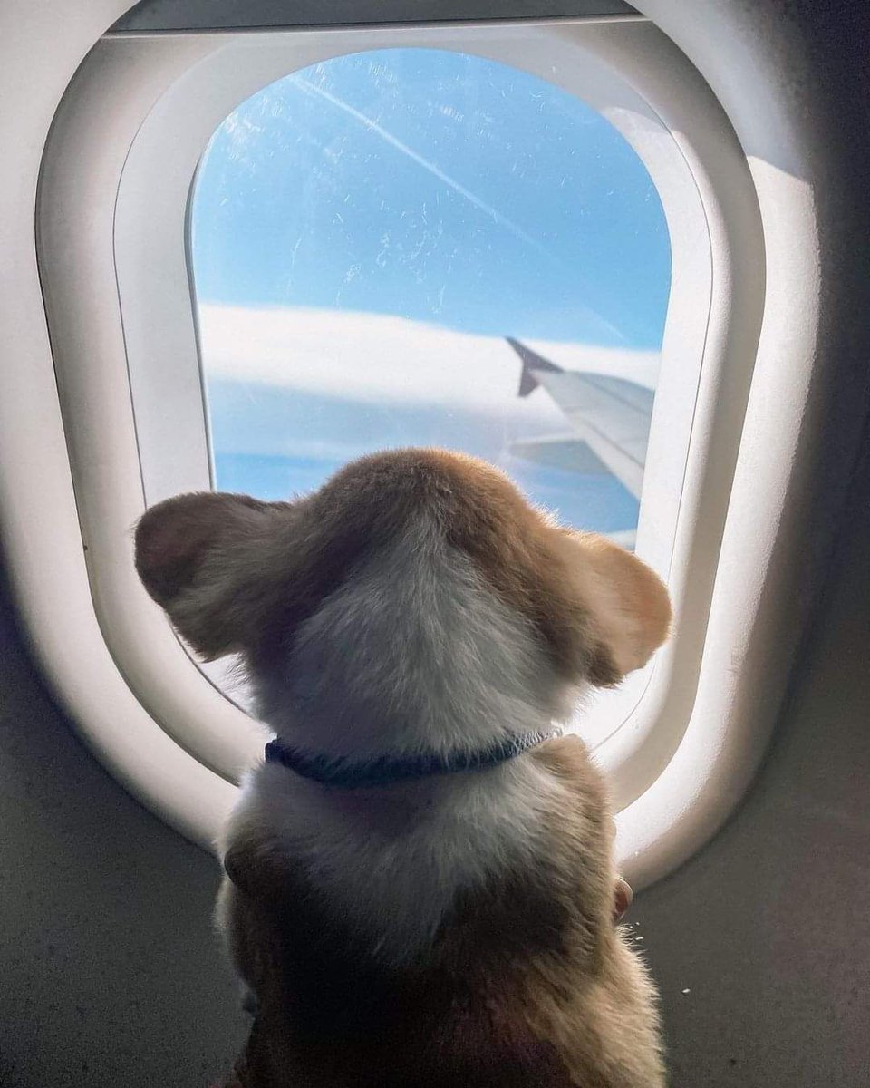 The best travel companion ✈️