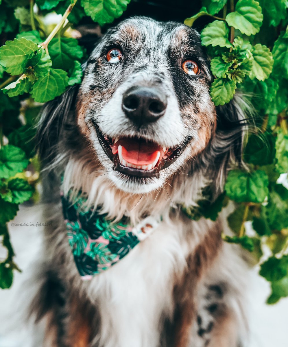 Lore | Chester | Juniper | Xavin tweet media