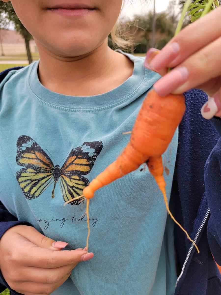 PackerRTGG (@packerrtgg) on Twitter photo Out with the old...in with the new! Fifth graders <a href="/RobisonES/">Robison ES</a> picked the last of the carrots today to make room for tomatoes and other spring fruits and veggies.<a href="/readygrowgarden/">Ready to Grow Garden</a> <a href="/RobisonElemPTO/">Robison Elem PTO</a> Out with the old...in with the new! Fifth graders <a href="/RobisonES/">Robison ES</a> picked the last of the carrots today to make room for tomatoes and other spring fruits and veggies.<a href="/readygrowgarden/">Ready to Grow Garden</a> <a href="/RobisonElemPTO/">Robison Elem PTO</a>