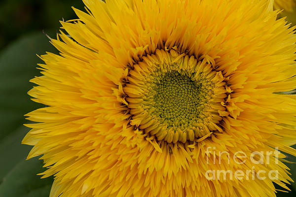 LeslieDye3's tweet photo. New artwork for sale! - "Teddy Bear Sunflower" - https://t.co/nZOHhErnov @fineartamerica https://t.co/W4x9nz1NX1