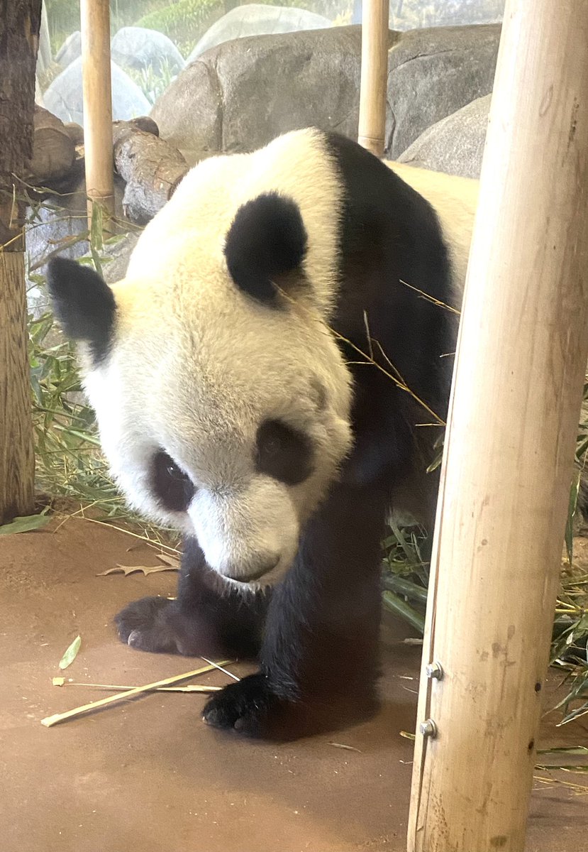 ArendelleKel's tweet photo. Giant pandas at the @MemphisZoo!!! We literally sat on the ground and watched them for at least 20 mins. Only ones there at 10 AM in 40 degrees. Absolute heaven. ๐๐ผโค๏ธ #MemphisZoo #pandas #supportZoos https://t.co/GRiFePqUh8