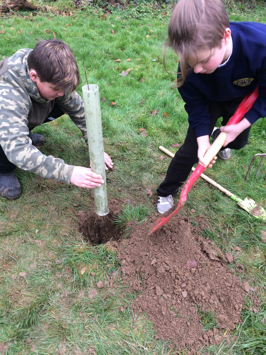 St Stephens (@admat_ssca) on Twitter photo A huge thanks to @Woodlandtrust and <a href="/TheTreeCouncil/">The Tree Council</a> who donated beautiful native tree species to our school. KS2 have been digging holes and carefully planting the saplings. We're hoping these will help to create greater biodiversity in the area which is otherwise largely grass. A huge thanks to @Woodlandtrust and <a href="/TheTreeCouncil/">The Tree Council</a> who donated beautiful native tree species to our school. KS2 have been digging holes and carefully planting the saplings. We're hoping these will help to create greater biodiversity in the area which is otherwise largely grass.