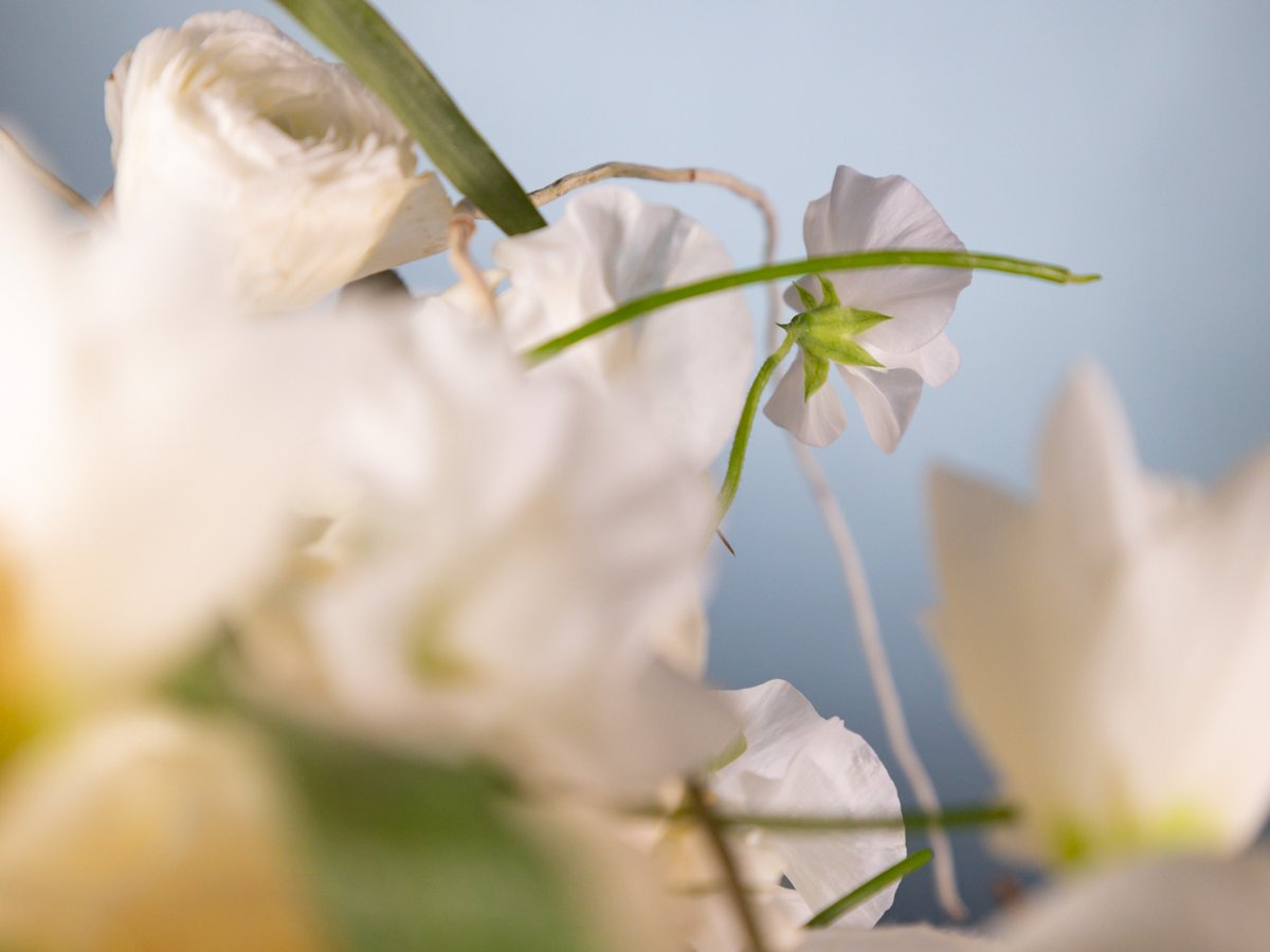 FLOOSWEB's tweet photo. Paper interconnection >> The last floral recipe from #CarlesJFontanillas for FLOOS is an elegant composition of soft tones, a perfect proposal for the arrival of spring.

https://t.co/CMxZAS5MVZ

#FLOOS #DiY #TheCraftersSecret #StepByStep #MasterFlorists #Flowers #Florists https://t.co/OCOA78P1ye