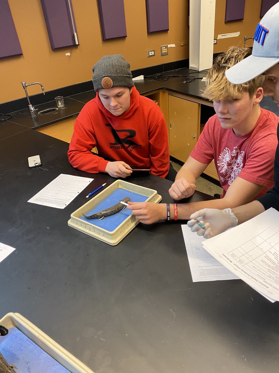 RienasScience's tweet photo. Dissection Day in Bot/Zoo - Necturus #comparativeanatomy #RScience https://t.co/9GVy5aLPPs