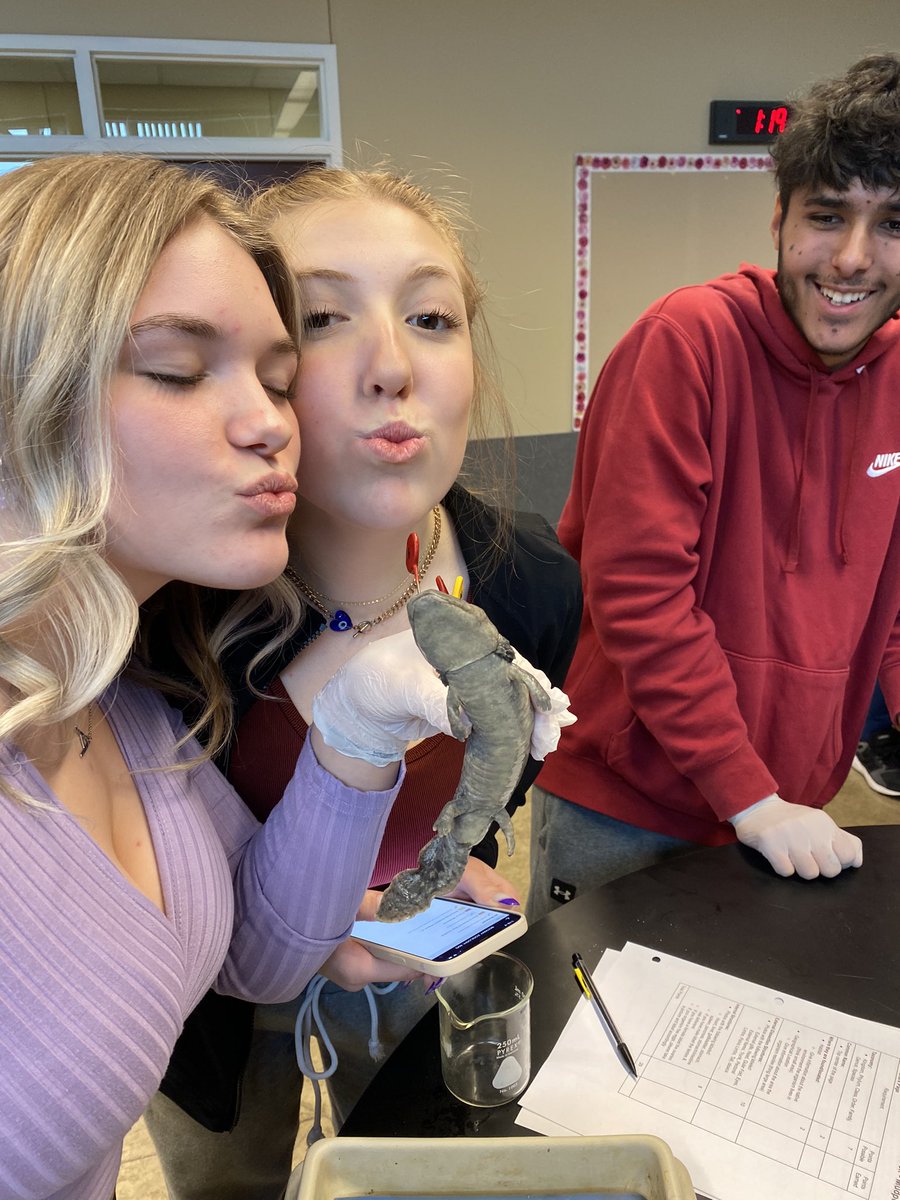 RienasScience's tweet photo. Dissection Day in Bot/Zoo - Necturus #comparativeanatomy #RScience https://t.co/9GVy5aLPPs