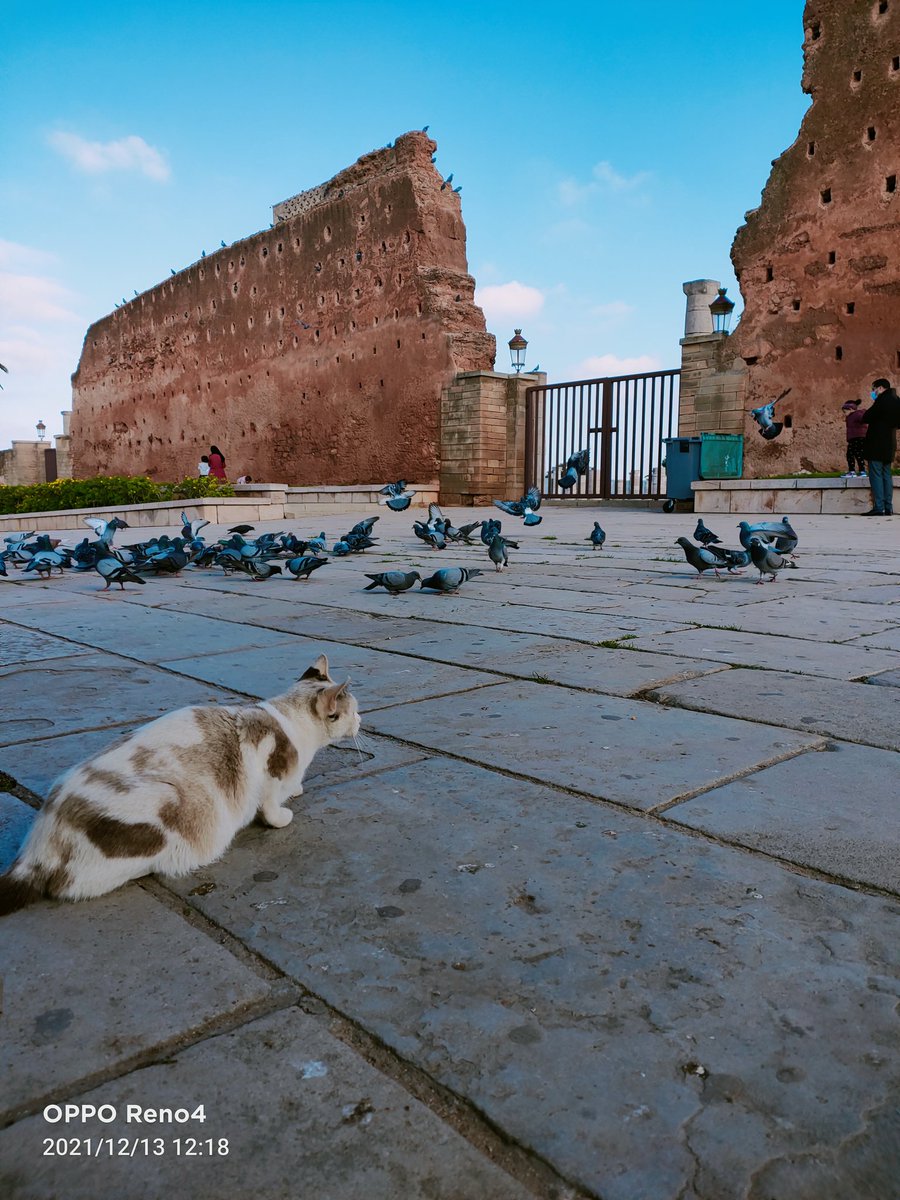 rami436's tweet photo. @CarlcareGlobal A country with diverse traditions, customs and terrain, desert mountains, seas. Mild weather all year round, in addition to the warm reception and variety of food. Welcome to Morocco
The best country in the world
#MyCountryMyPride #Morocco @CarlcareGlobal 🇲🇦🇲🇦🇲🇦🇲🇦🇲🇦🇲🇦 https://t.co/IEU9kLSl9k