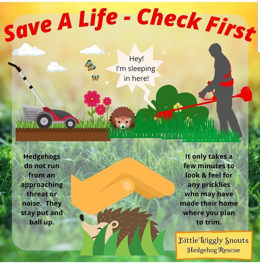 Array4Hogs Hedgehog Rescue🦔🐾 tweet media