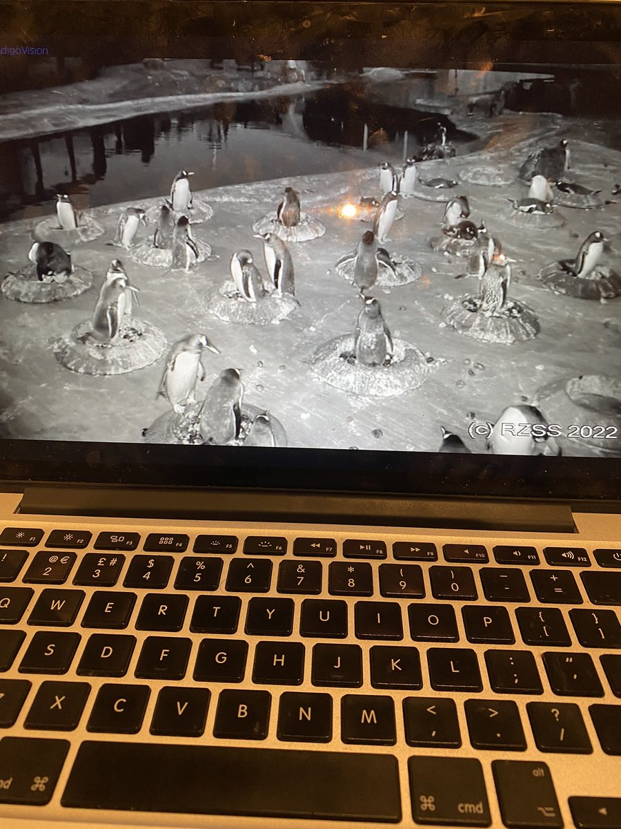The perks of planning a lesson on gentoo penguins - stumbling across penguin cam! <a href="/EdinburghZoo/">Edinburgh Zoo</a> although it may be a struggle getting back to the planning now… 🐧🤍