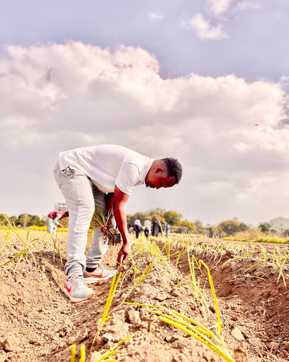 Beeroley 
Cultivator 
Dalag beerasho 
for Onions Transplantation 🧅🧅