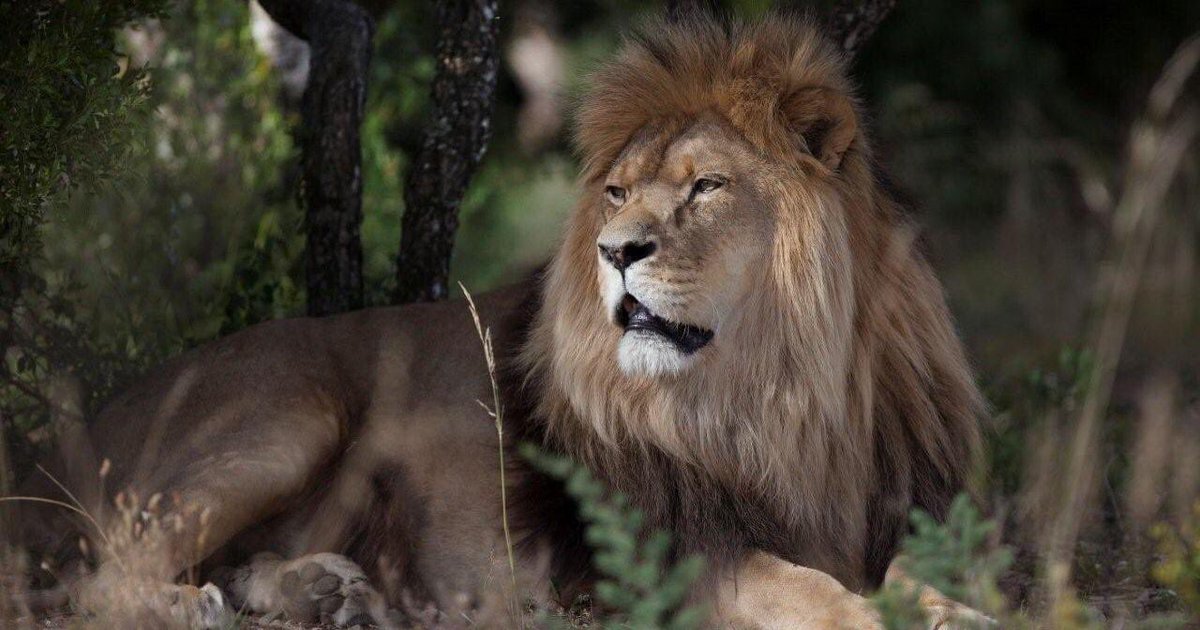We’re deeply saddened by the loss of our handsome Brutus, who passed away at the <a href="/BornFreeFDN/">Born Free Foundation</a> rescue centre. RIP Brutus, you will be sorely missed ❤️😔 

📸 <a href="/georgelogan/">George Logan Studio</a>