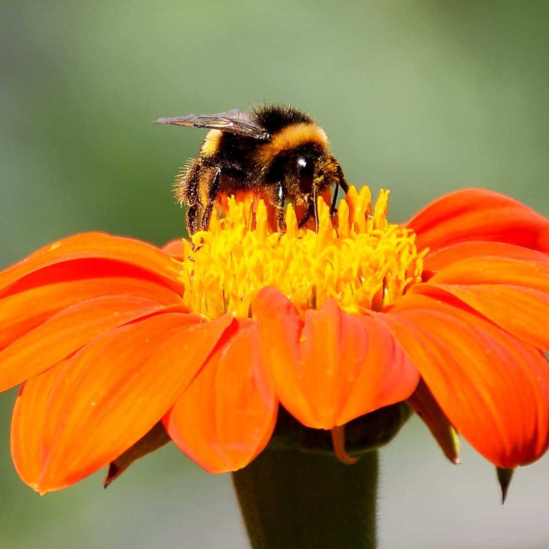 BBwearLimited's tweet photo. Happy Women's Day! Wishing all women in beekeeping and all who need to put up with beekeepers an amazing day. We hope it's full of buzz 😍 🐝 

#womensday #women #beekeeping #beesuits https://t.co/mLZcmiSlxz