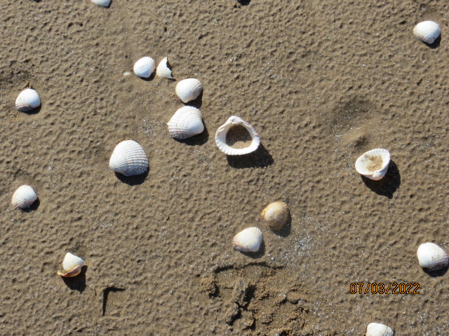 demurely38's tweet photo. #Mersehead cockle beach https://t.co/toaBZjaNys