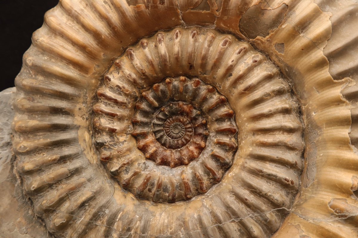 HHMU_Banksia's tweet photo. #WestsideStory
#TheSharks & #TheJets
Need 2 give you a piece of #Jet
#Linked2 #Whitby #StHilda
also an #Ammonite
#JurassicCoast
@RandolphTrent is #Linked2AllThis2Somehow
Study the images below & c what comes2U x
https://t.co/IOWTBqL8Qk https://t.co/gX07dWL148