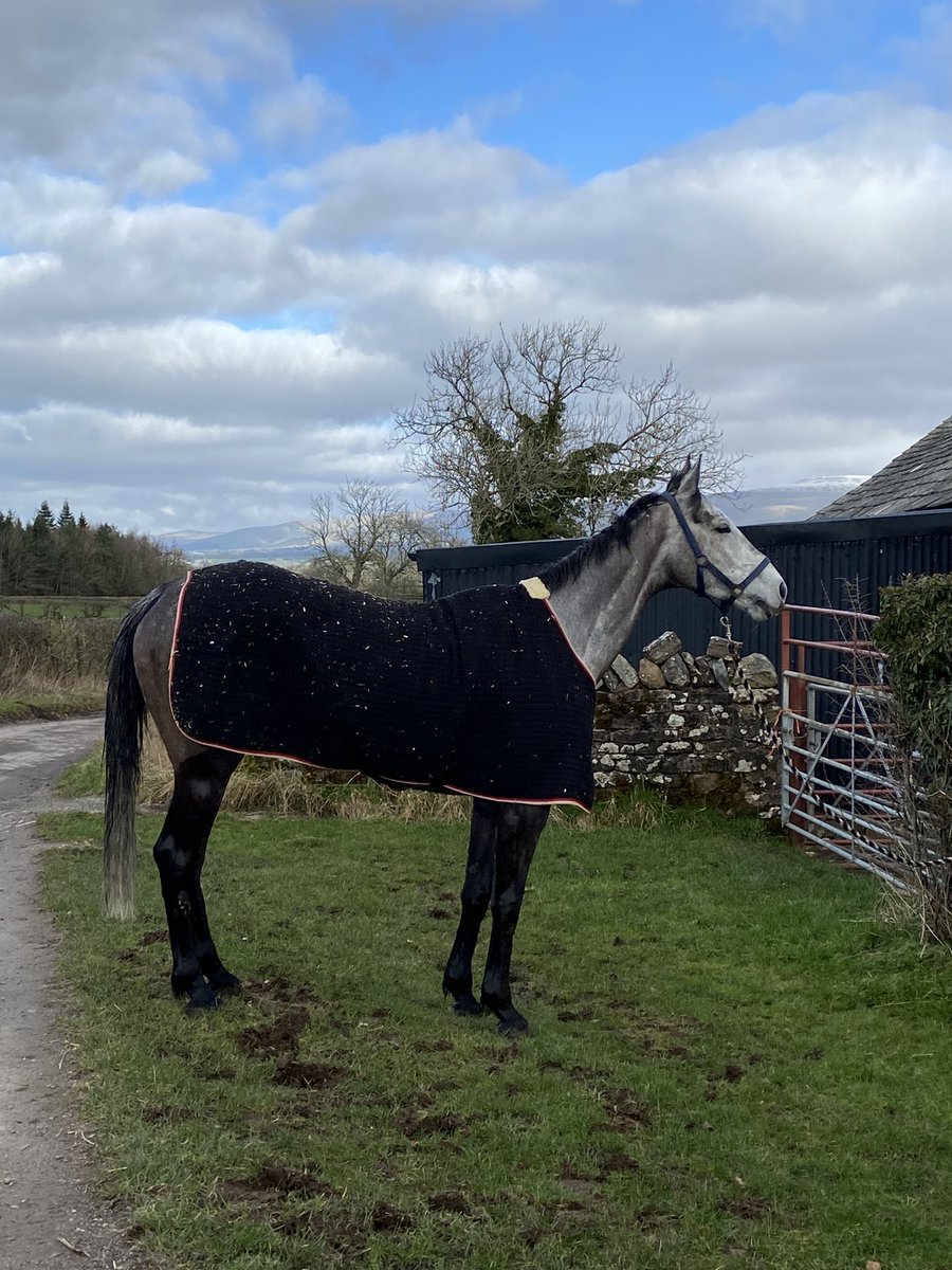 BewleyRacing's tweet photo. Our runner @WetherbyRaces today was Broomfields Kan. He ran well but found the testing conditions too much under a big weight. He’s home safe and tucking in to his tea! #welldone #stickyground https://t.co/eVHInQQpR9