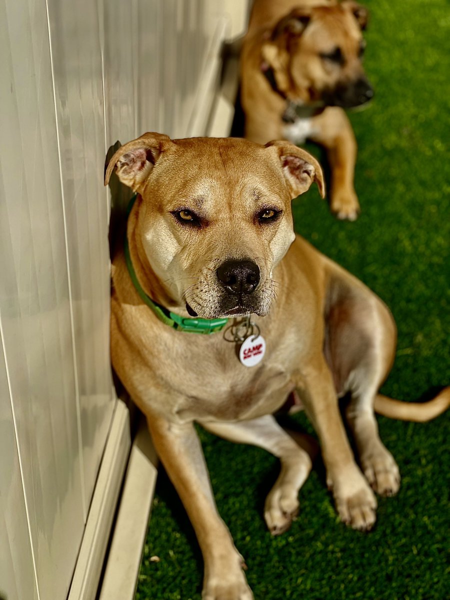 cbwmatthews's tweet photo. Monday mood... relaxing at Camp is our pups favorite Monday activity! ❤️🐾 #campbowwow #matthews #charlotte #northcarolina #nc #doggydaycare #doggiedaycare #daycare #boarding #grooming #training #camp #cute #dogs #puppies #pups #dogsofinstagram #dogsincharlotte #charlottedogs https://t.co/gM3p1Jt7Fp