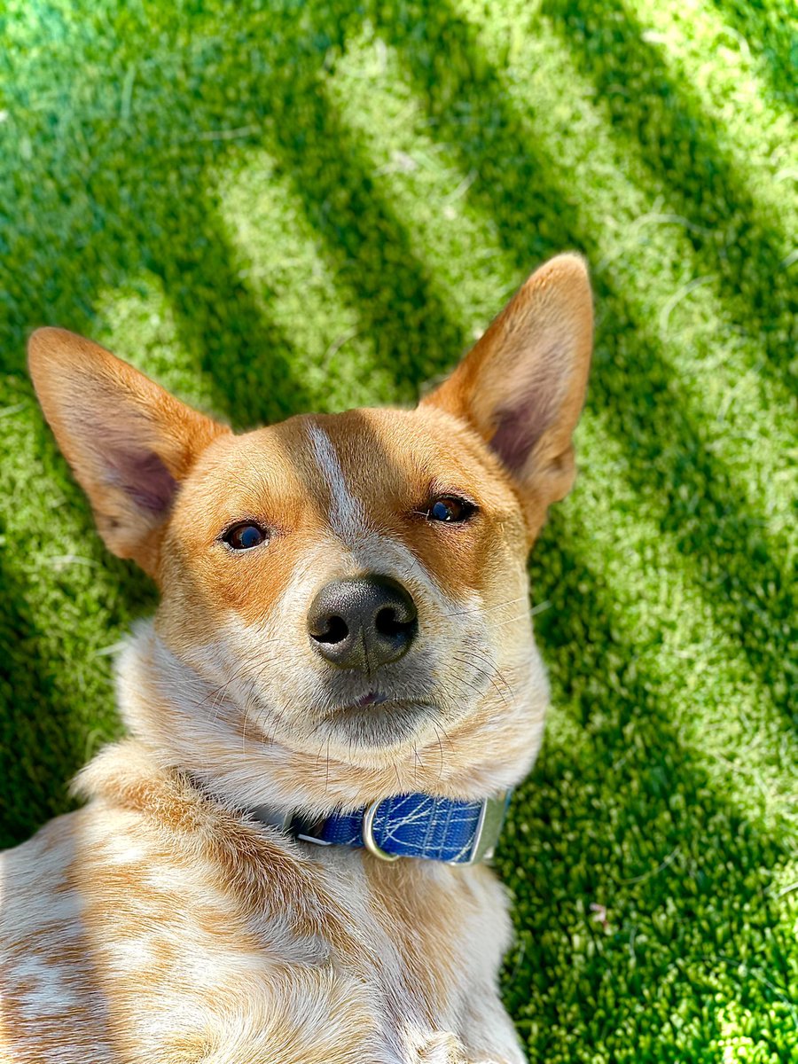 cbwmatthews's tweet photo. Monday mood... relaxing at Camp is our pups favorite Monday activity! ❤️🐾 #campbowwow #matthews #charlotte #northcarolina #nc #doggydaycare #doggiedaycare #daycare #boarding #grooming #training #camp #cute #dogs #puppies #pups #dogsofinstagram #dogsincharlotte #charlottedogs https://t.co/gM3p1Jt7Fp