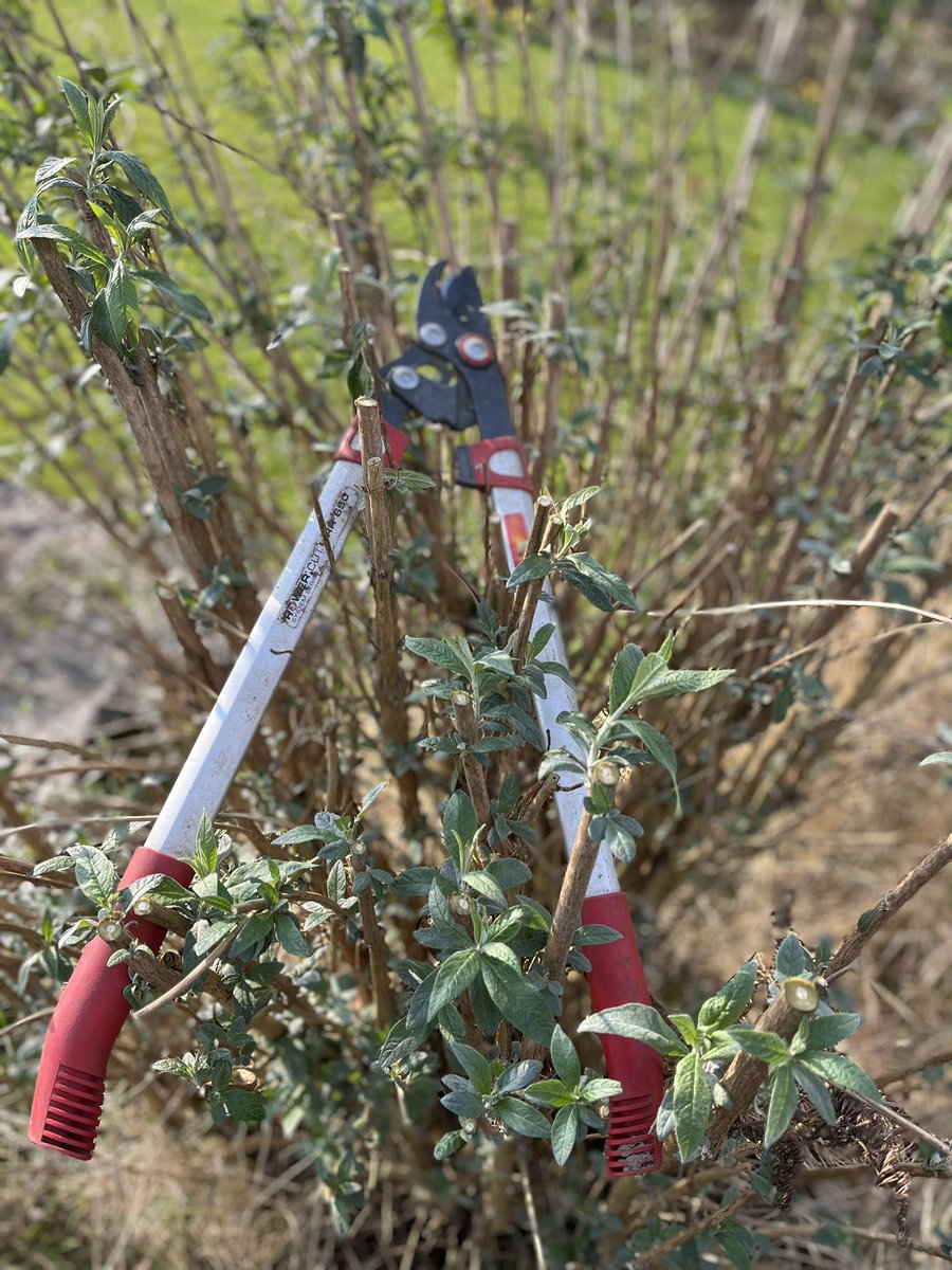 InspiredByKate's tweet photo. #PruningWorks.
 
#Lonicera fragrantissima looking good after a renewal pruning last year. Wall climbing vinca major in the background.  

Phlox and sedums cleared. Buddlejas seen to. All year round pruning. The when, why and how of gardening. https://t.co/vLI0wNiQFd