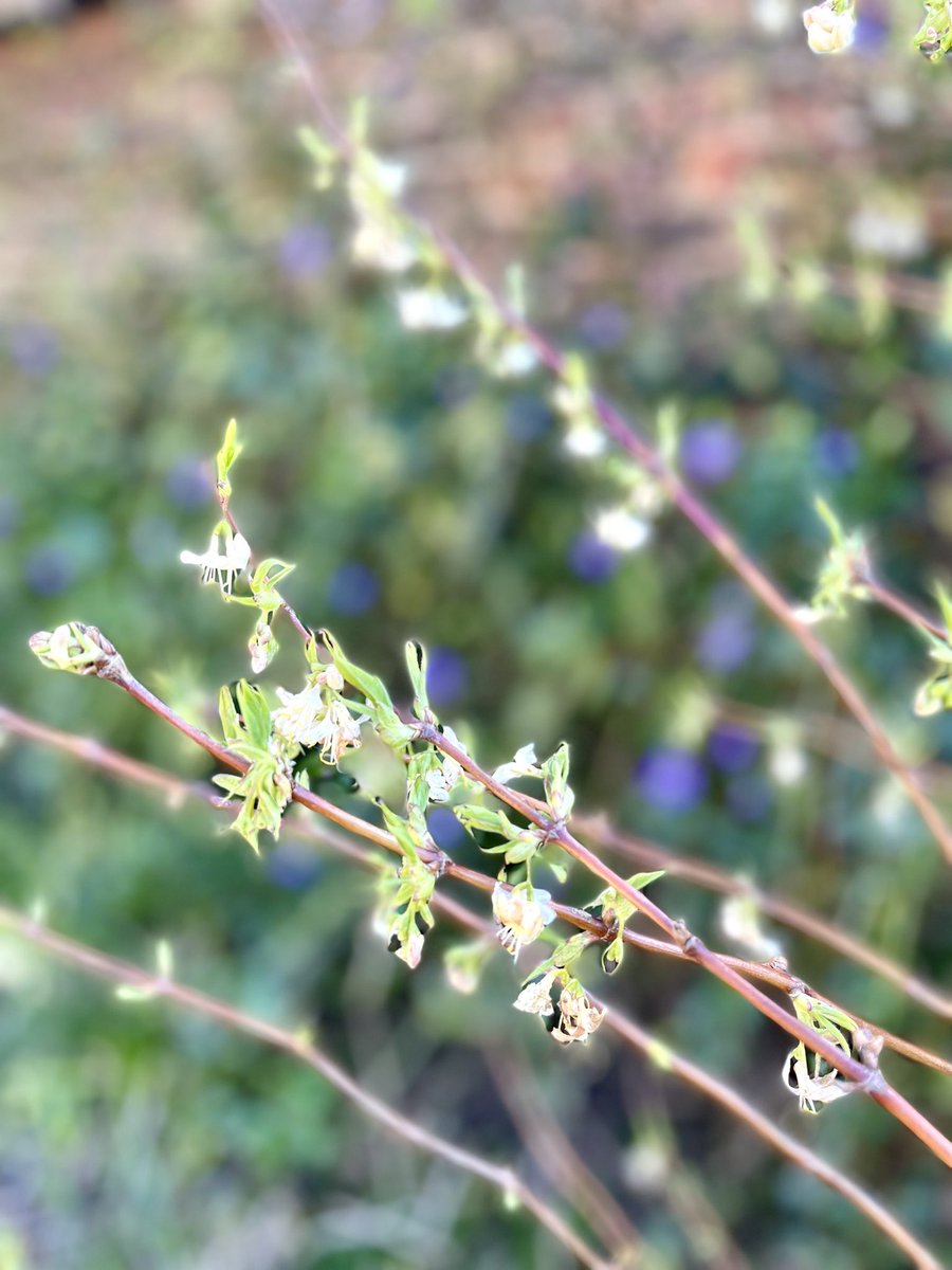 InspiredByKate's tweet photo. #PruningWorks.
 
#Lonicera fragrantissima looking good after a renewal pruning last year. Wall climbing vinca major in the background.  

Phlox and sedums cleared. Buddlejas seen to. All year round pruning. The when, why and how of gardening. https://t.co/vLI0wNiQFd