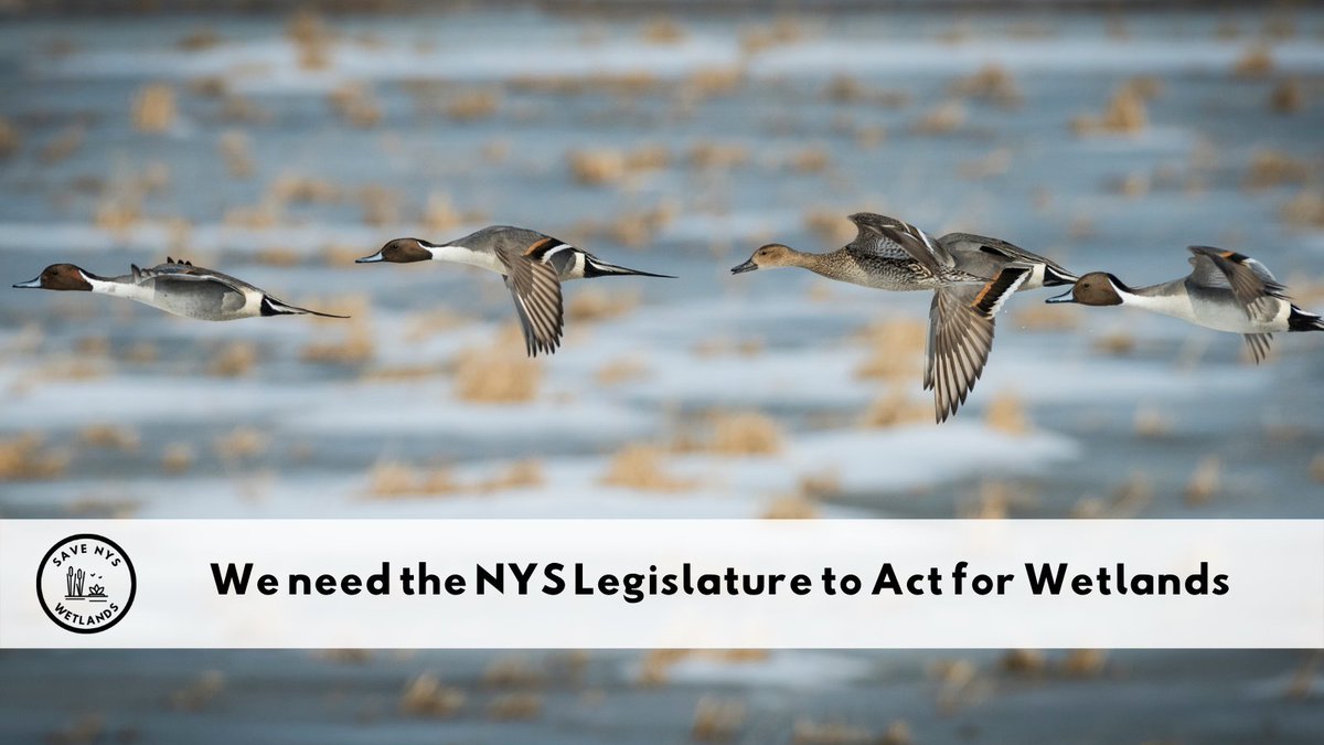 Audubon New York tweet media