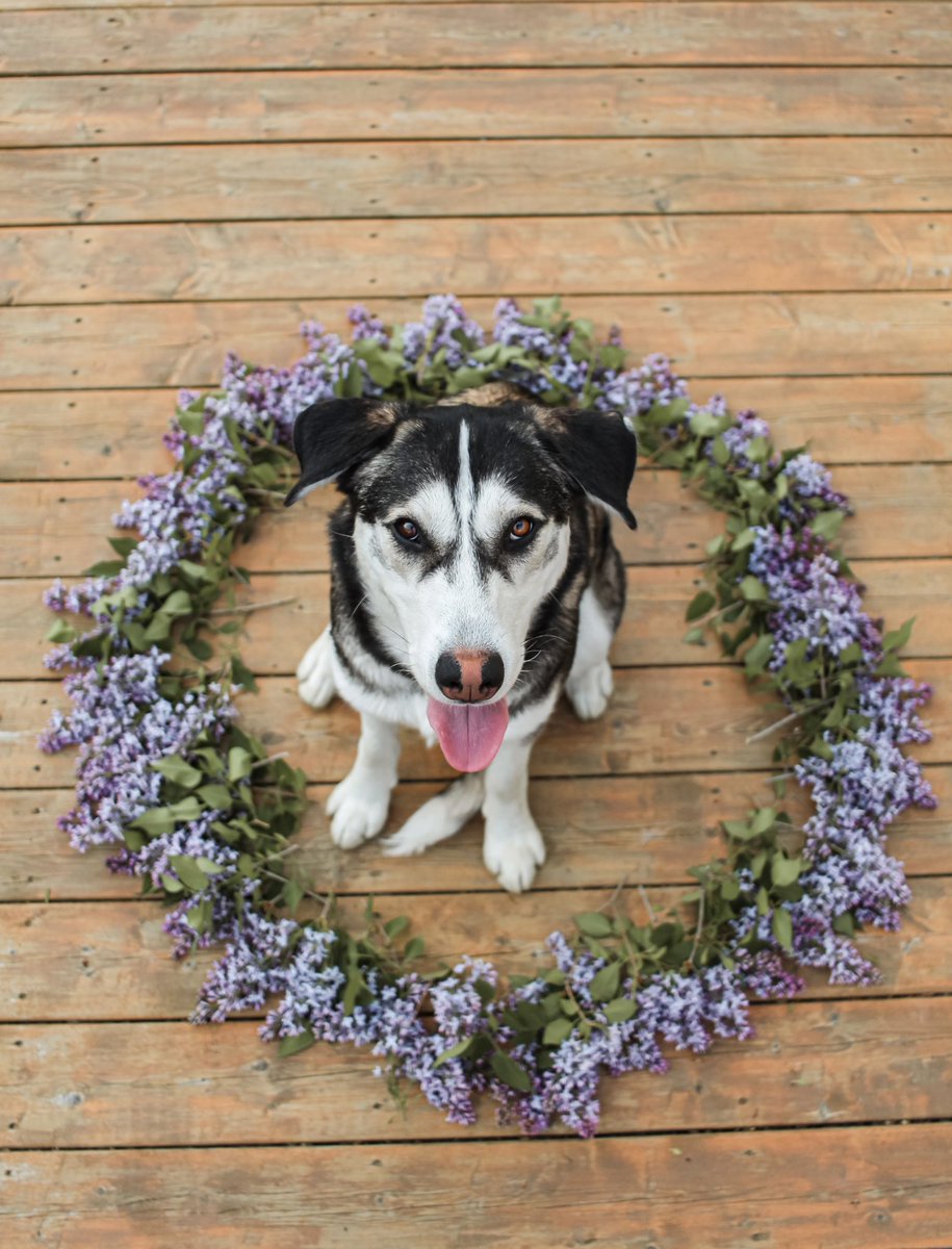 Center of my world 💜 #flower #FlowerPower #husky #dog #dogsoftwitter #twitterdogs #twitterdogcommunity #woofnottweet #Mondayvibes