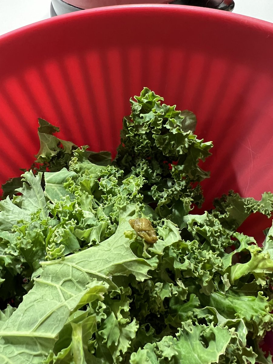 _mariamode_'s tweet photo. @marksandspencer I found something very odd in your bag of kale, never thought I would experience something like this from m&amp;s 🤷🏻‍♀️ https://t.co/JUftTTK1Do