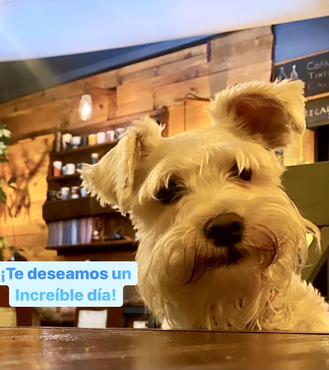 BbKfeMexico's tweet photo. BbKfe®, para personas de gustos sencillos, que se conforman solo con lo mejor. 😜 ¡Vive @LaRomaDF ! #DiloConKfe https://t.co/SF0gAPfTBR