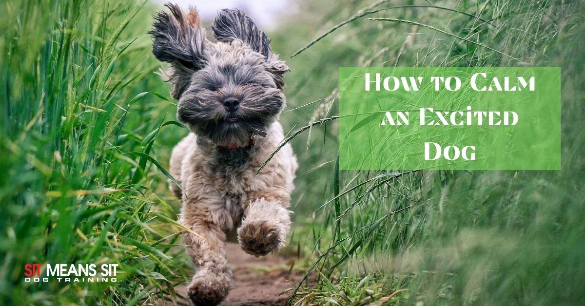 SMSTulsa's tweet photo. Helping Your Excited Dog Calm Down | https://t.co/4AsPbaZqhi https://t.co/d2ygK4GkZt