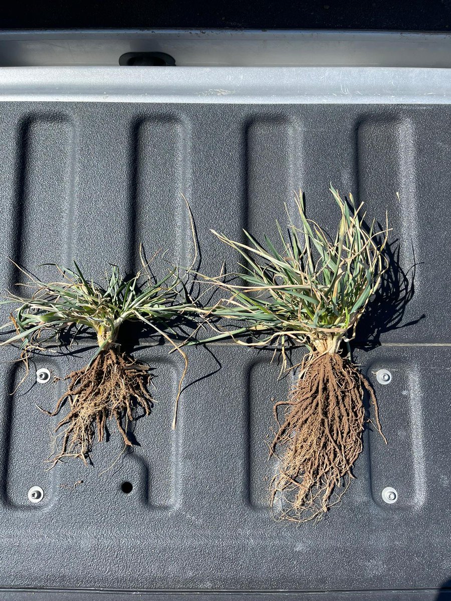 Xseed treated right vs no treatment.
#AUSSIESAUCE
#rootsfixdirt